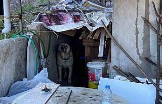 Köpek yangında evini terk etmedi