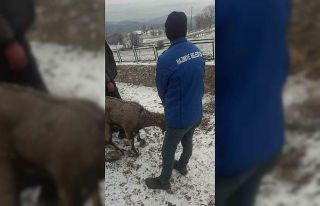 Köpeklerin saldırısına uğrayan yaban keçisi...