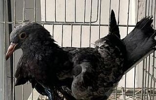 Kursağı yırtılan yaralı güvercin hayata tutundu