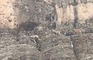 Malatya’da sürü halindeki yaban keçileri görüntülendi