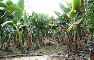 Manavgat’ta hortumun ve yağmurun vurduğu tarım...