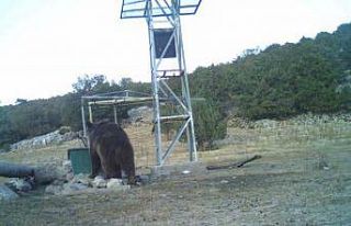 Manisa’da ilk kez boz ayı görüntülendi