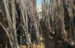 Meyve fidanları görücüye çıkıyor