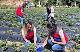 Muğla’da pestisit denetimleriyle sağlık ve çevre...