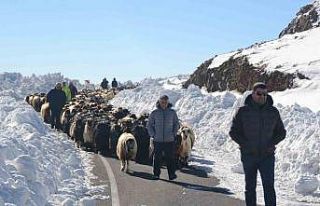 Muş’ta 2 bin koyun mahsur kaldı