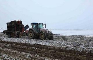Muş’ta kar altında şeker pancarı hasadı