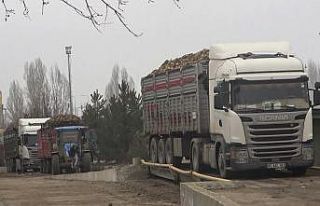 Muş’ta şeker pancarı kampanyasında rekor