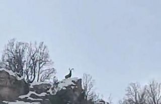 Nesli tehdit altındaki yaban keçileri Gabar Dağı...