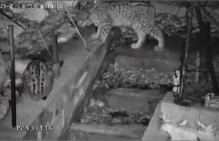 Nesli tükenme tehlikesi altındaki vaşak ailesi...