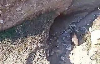 Nesli tükenmekte olan oklu kirpiler belediye ekipleri...