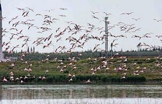 NÖHÜ, Dünya Yeşil Kampüs sıralamasında ilk...