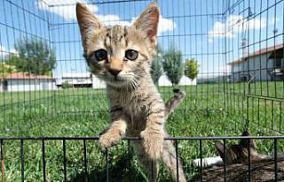 Odunpazarı Belediyesi 2024 yılında 302 can dostu...