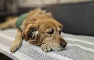 Öğrencilerin peşine takılan Fındık, okulun maskotu...