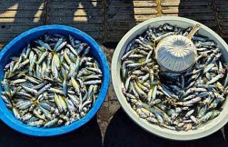 Oltayla yakalanan istavrit 150 TL’den satışta