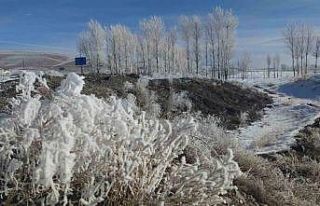 Özalp dondu ağaçlar kırağı tuttu