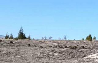 (ÖZEL) Köye inen domuz sürüsü ilginç görüntüler...