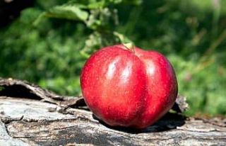 Posof Elması, Posoflu kadınlarla yaygınlaşacak