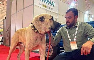 Şanlıurfa’da çobanların vazgeçilmezi: Guregh...