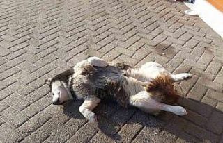 Sevimli köpeğin güneş sefası görenleri gülümsetti