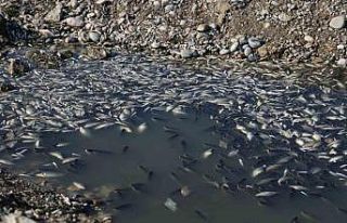 Seyhan Nehri’ne balıklar için can suyu bırakıldı