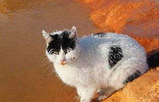 Sibirya soğuğunda adeta donan kedi termal su kenarında...