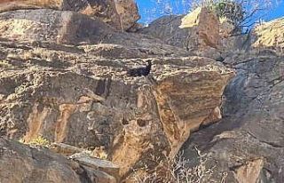Siirt’te mahsur kalan keçi kurtarıldı