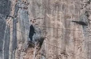 Siirt’te tel örgülerde asılı kalan keçi kurtarıldı