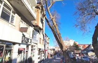 Simav’da anıt çınar binanın üzerine devrildi