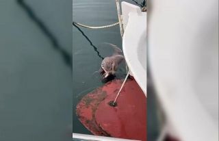 Sinoplu balıkçı, su samurunu elleriyle balık vererek...