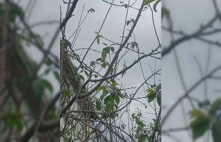 Sinop’ta erik ağacı kışın meyve verdi