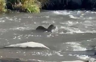 Şırnak’ta nesli tehlike altında olan su samuru...