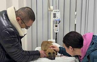 Sokak köpeğine hızlı müdahale gönülleri fethetti:...