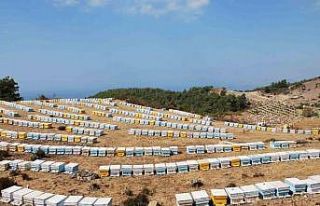 Sökeli arıcılara 6 milyon TL destek verilecek
