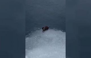 Su samuru avladığı balığı yerken görüntülendi