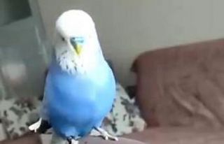 Sübhaneke okuyan muhabbet kuşu görenleri hayrete...