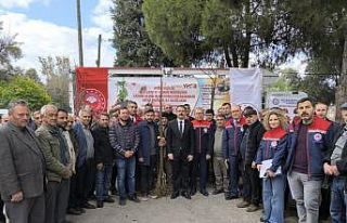 Sultanhisar’da 6 bin kestane fidanı dağıtıldı