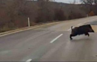 Sürücünün domuza çarpmamak için son anda durduğu...
