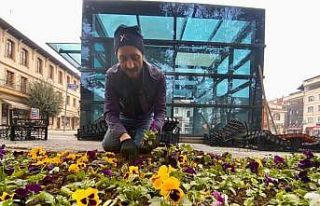 Taşköprü Belediyesi 60 bin kışlık çiçek dikildi