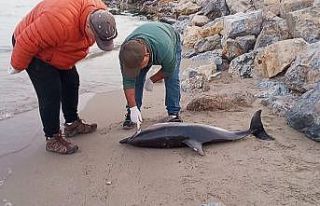 Tırtak türü yunus karaya vurdu