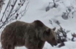 Tunceli’de ayı kış uykusu öncesi karnını doyururken...