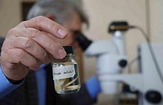 Türk tıp sülüğü ’Hirudo Sulukii’ dünya...