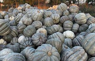 Ünlü bal kabağı kilosu 10 liradan tezgaha indi