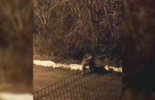 Uyku tutmayınca yiyecek aramak için ilçe merkezine...