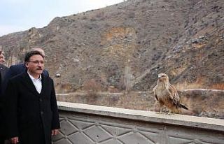 Vali Çiçek; tedavisi tamamlanan hayvanları doğaya...