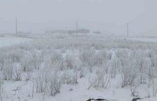 Van buz kesti; ağaçlar ve bitkiler kırağı tuttu