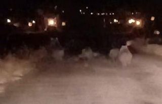 Van’da ayı sürüsü kameraya yansıdı