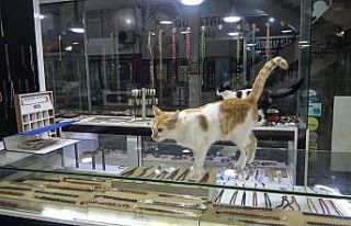 Vitrini takıların yanı sıra kediler de süslüyor