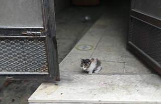 Yağmur hattı borusuna sıkışan yavrusunu kurtarılıncaya...