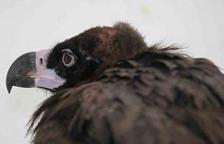 Yaralı halde bulunan kara akbaba tedaviye alındı