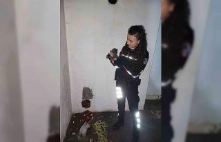 Yaramaz yavru kedi, apartman boşluğuna düştü